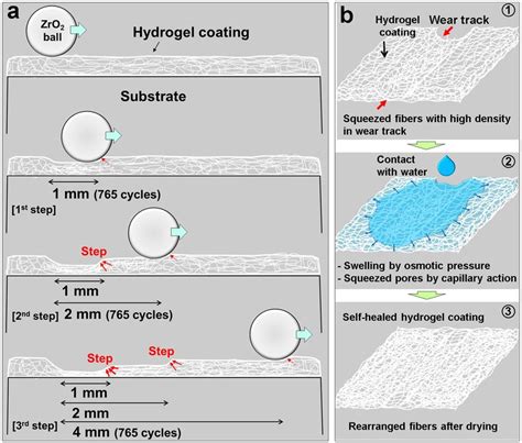 Mechanism and process of wear and self-healing of hydrogel. (a ...