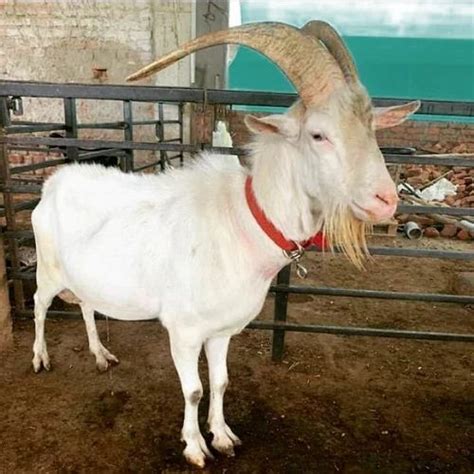 Saanen Goats at Best Price in Padrauna, Uttar Pradesh | Star Goat Farm