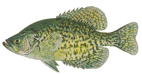 Crappie Drawing at GetDrawings | Free download