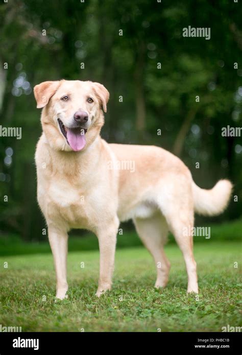 Lab mutt hi-res stock photography and images - Alamy