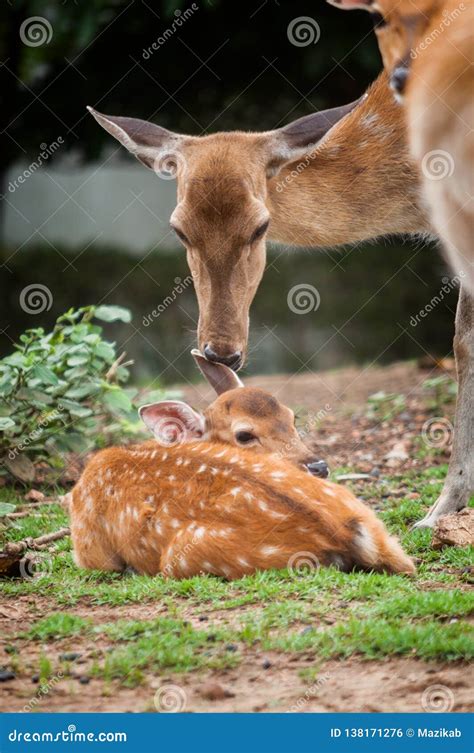 Baby Deer and Mom& X27;s Stock Photo - Image of mammal, natural: 138171276