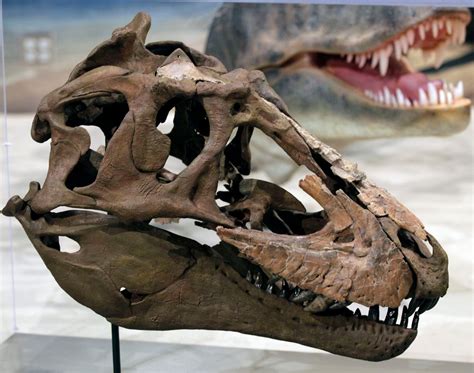 New dinosaur fossil debuts at Utah museum - The Washington Post