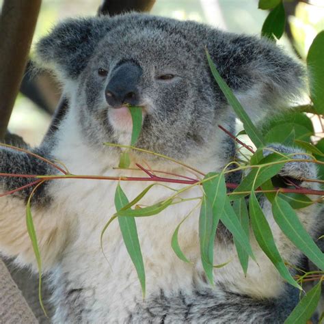 The Koala Diet: What Do Koalas Eat? - Awesome Koala