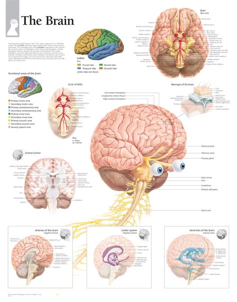 Brain Anatomy Poster-2 - Clinical Charts and Supplies