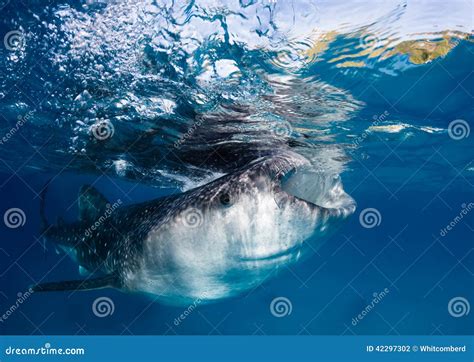 Whale Shark Filter Feeding at the Ocean Surface Stock Photo - Image of marine, ocean: 42297302