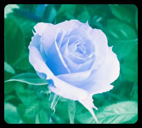 Ice blue Rose by bluebellangel19smj on DeviantArt