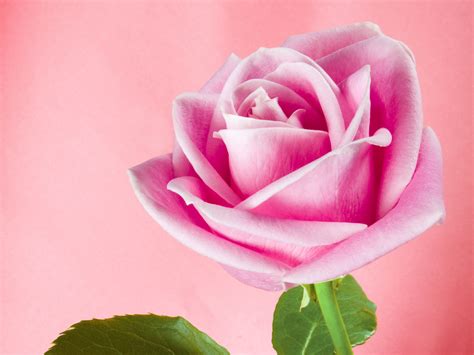 Rose Pink Background - WallpaperSafari