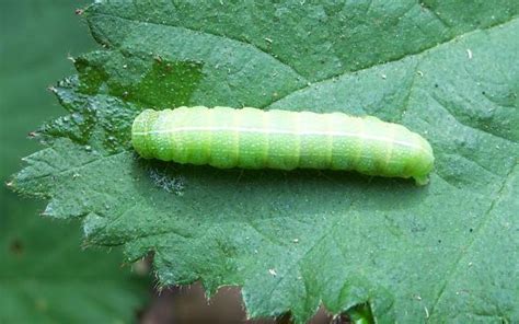 Green Fruitworm Numbers High In Pennsylvania - Growing Produce