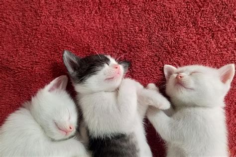 50 of the Cutest Photos of Kittens Sleeping | Reader's Digest