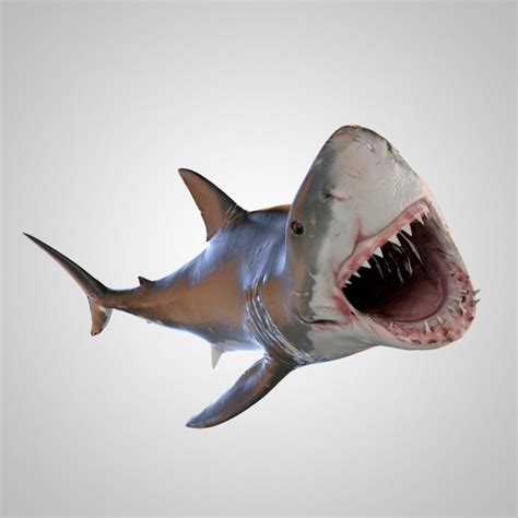 3D Great White Shark (Animated, Rigged) model 3D Model - 3DHunt.co