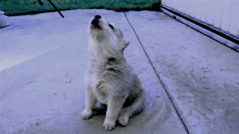 Puppy Howling GIFs - Find & Share on GIPHY