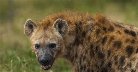 What Is The Bite Force Of A Hyena? - A-Z Animals