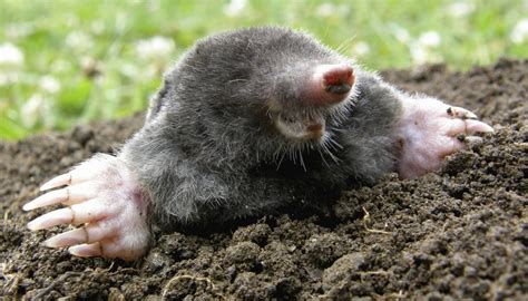 Difference Between a Mole & a Shrew | Sciencing