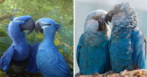 The Blue Macaw Parrot Which Appeared In Movie 'Rio' Is Now Extinct ...