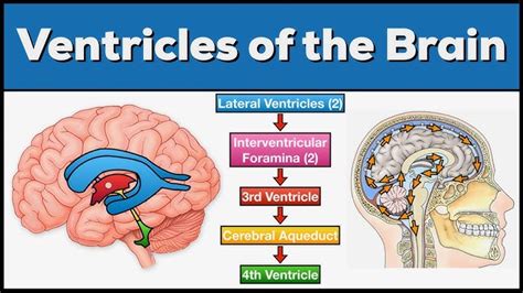 Brain Anatomy And Function