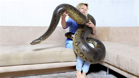 GIANT ANACONDA!...Meet Anaconda Named Medusa