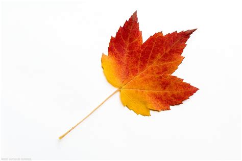 √画像をダウンロード maple leaves images 727223-Maple tree leaves images