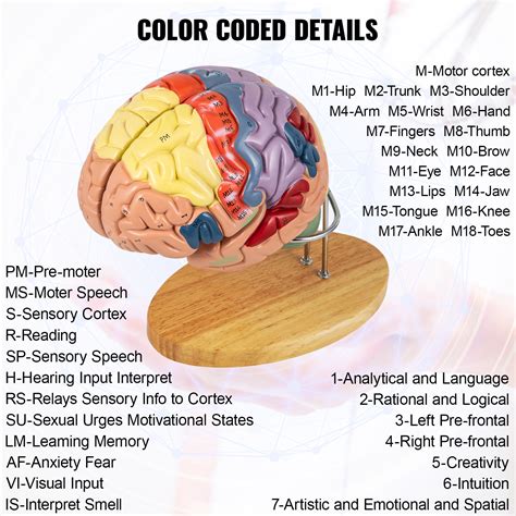 VEVOR Human Brain Model Anatomy 4-Part Model of Brain w/Labels & Display Base Color-Coded Life ...