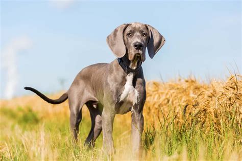 10 Best Great Dane Breeders (2024): Our Top 10 Picks!