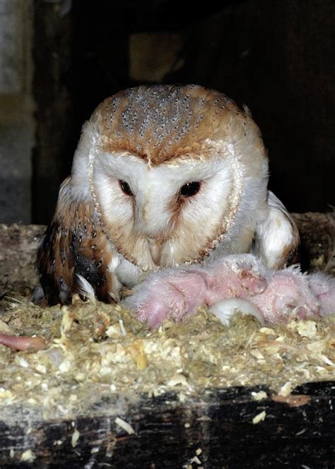 Barn Owl And Chicks Photograph by John Devries/science Photo Library ...