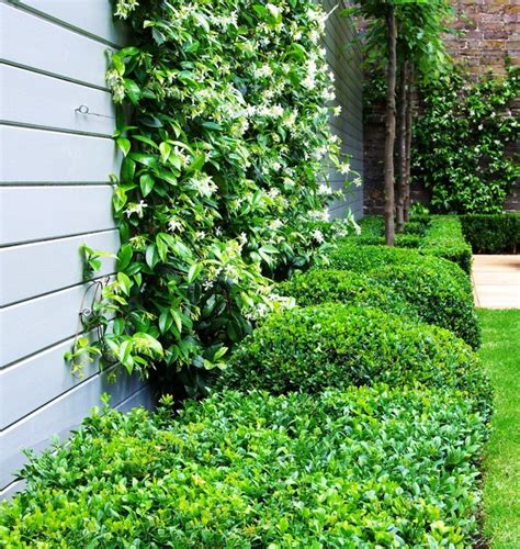 12 Best Plants for Small Urban Gardens | Houzz NZ