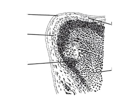 histologic layers of vocal folds Quiz