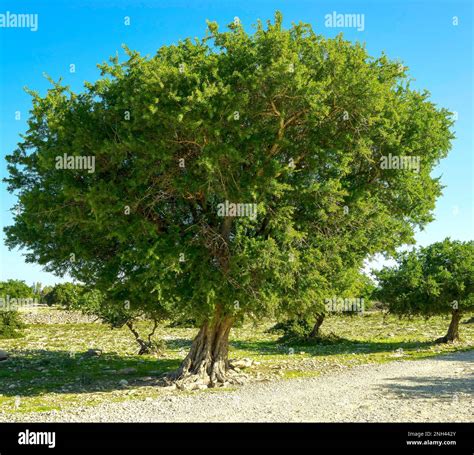 Argan tree in Morocco Stock Photo - Alamy