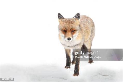 28 Baby Fox Snow Stock Photos, High-Res Pictures, and Images - Getty Images