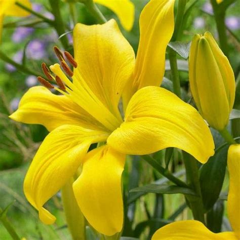 Asiatic Lily Bulbs at Rs 30/piece | Asiatic Lily Bulbs in New Delhi | ID: 27184924348