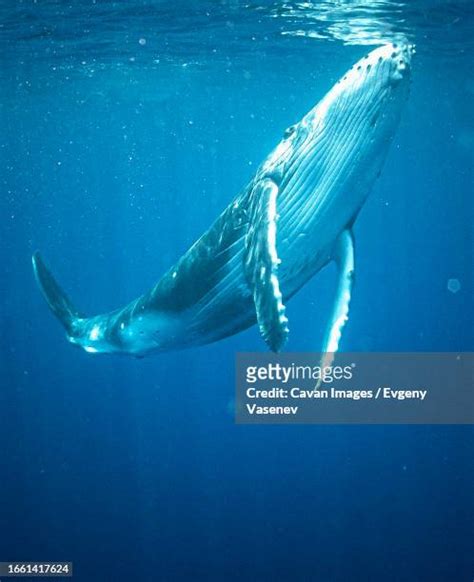 71 Baby Blue Whale Stock Photos, High-Res Pictures, and Images - Getty Images