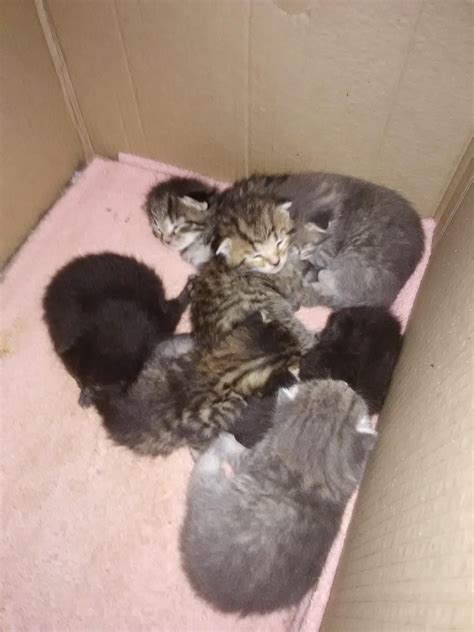 several kittens are huddled together in a cardboard box on the floor and one is laying down