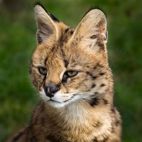 Serval | Serval cats, Serval, Siberian cat