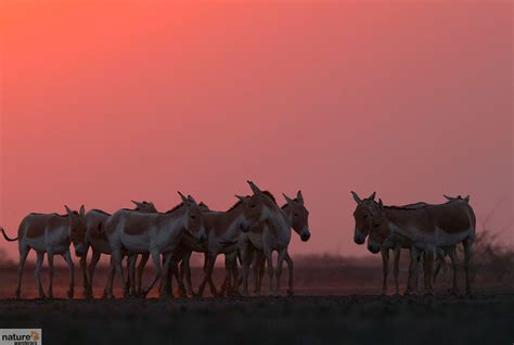 Rann of Kutch Wildlife Photography Tour | Indian National Parks - Naturewanderers.com