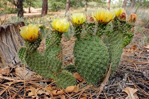 The Prickly Pear Cactus - A Natural Remedy for Diabetes, High Cholesterol, Dry Mouth, Nausea and ...