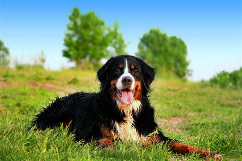 Bernese Mountain Dog photo and wallpaper. Beautiful Bernese Mountain Dog pictures