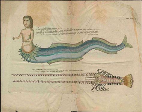 People From History Who Claimed To Have Encountered Mermaids (And Their Evidence) | Real ...