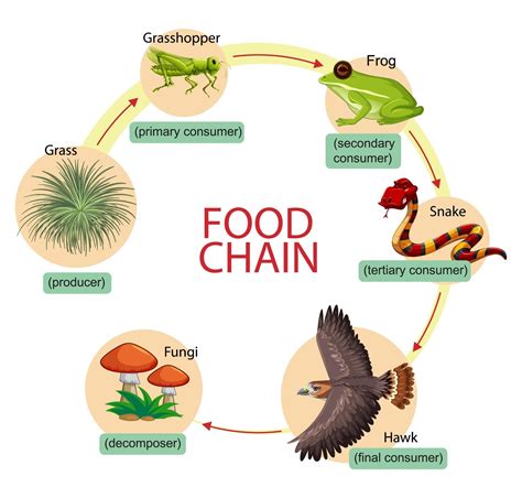 Food Chain Examples For Kids