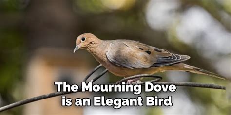 Mourning Dove Spiritual Meaning, Symbolism and Totem | Explained