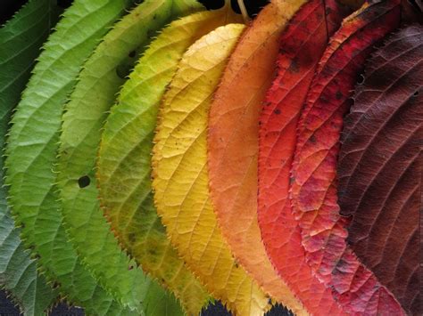 Free Images : leaf, flower, colourful, color, botany, colorful, flora ...