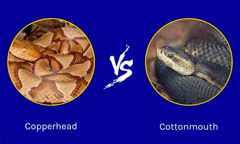 Mississippi Melee: Who Wins in a Copperhead vs Cottonmouth Fight in the ...