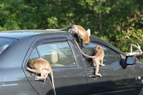 Monkey attack car stock photo. Image of face, animal - 83188550