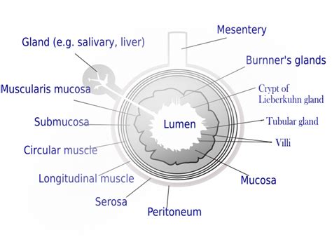 Lumen (anatomy) - wikidoc