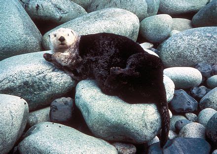 Sea otter conservation - Wikipedia