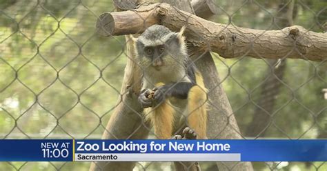 Sacramento Zoo Looking For Bigger Location Where It Can Expand - CBS Sacramento