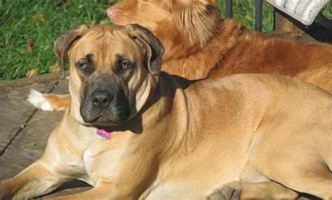 Pin on Boerboel Rescue