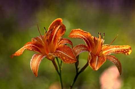 How To Care For Daylilies After They Bloom