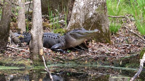 Application Period For Alligator Hunting Extended | Public Radio East