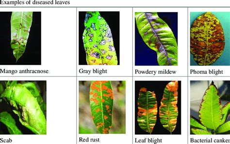 Most commonly identified mango diseases in leaves | Download Scientific Diagram