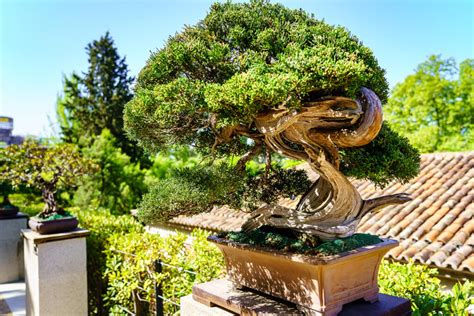 How to Grow & Care for an Outdoor Bonsai Tree? - Hooked on Bonsai