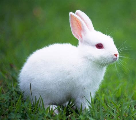 White Rabbit Wallpapers - Wallpaper Cave